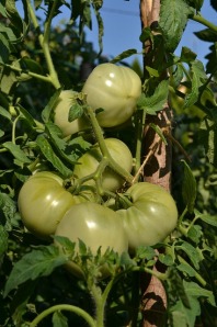 green tomatoes tulsa