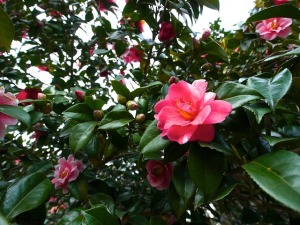 camellia-65804_640